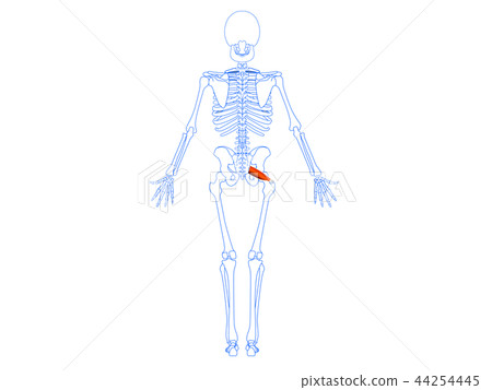Piriform muscle 1 44254445