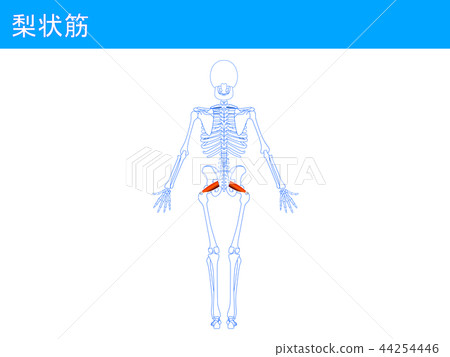 Piriform muscle 4 44254446