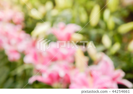 abstract blur nature flowers garden style nature  44254661