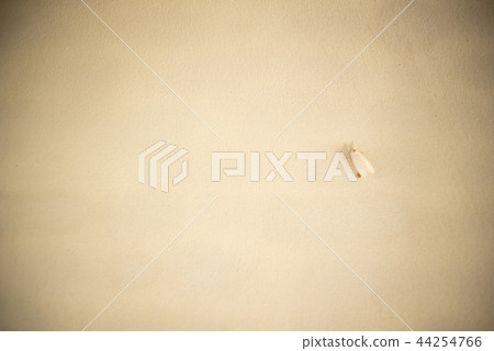 White little insect holds on the wall for hiding White little insect holds on the wall for hiding 44254766