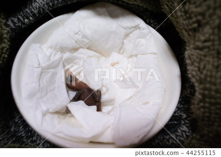 Baby bird falled from nest 44255115