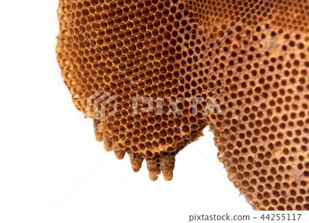 Hoenycomb close up and isolated Hoenycomb close up and isolated 44255117