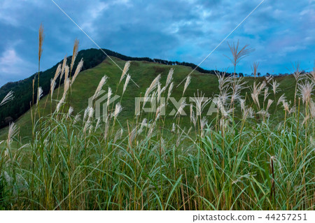 Ssuiki in the Kogen Plateau Nara Kashimura 44257251
