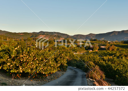 Mikasa早上mikan花園的地方 44257372