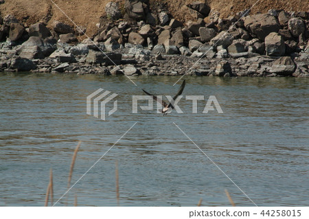 Waterfowl taking food 44258015