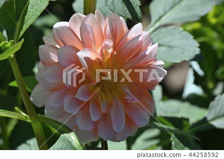 大麗花(幻想) 大麗花(幻想) 44258592