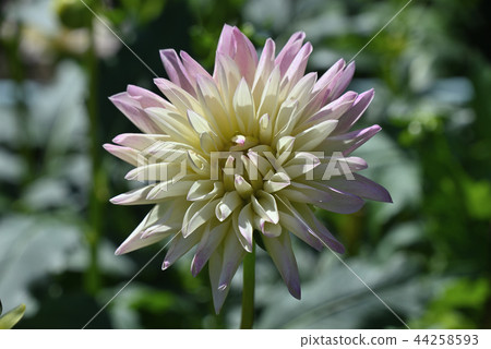 Dahlia (Behavique) Dahlia (Behavique) 44258593