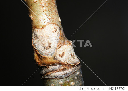 Leaf scar 44258792