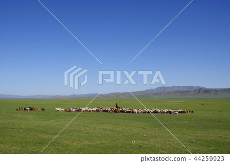 Nomadic chasing herd of livestock Nomadic chasing herd of livestock 44259923