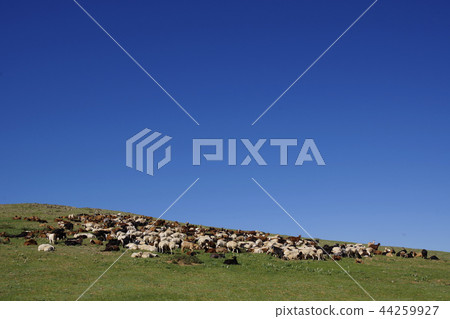 牲畜放牧 44259927
