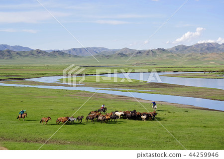 Nomads driving grazing horses Nomads driving grazing horses 44259946