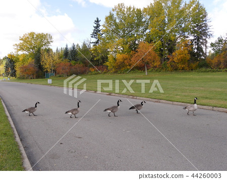 Birds crossing the road like Abbey Road in The Beatles, at Hawrelak Park, Edmonton, Canada 44260003