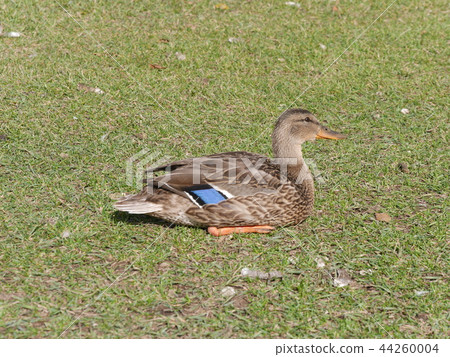 Children of waterfowl resting in the sun at Hawrelak Park, Edmonton, Canada 44260004