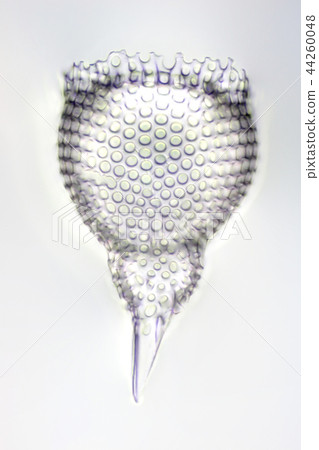輻射蠕蟲 44260048