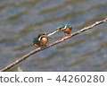 Kingfisher 44260280