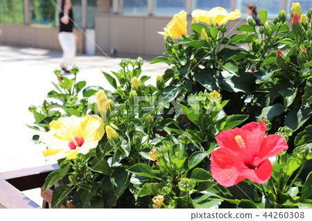 Namba Parks Parkes Garden Namba Parks Parkes Garden 44260308