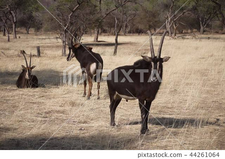 ORIX ORIX 44261064