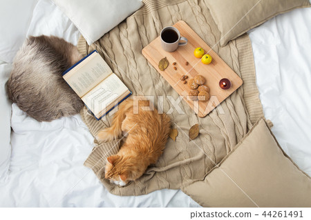 red tabby cat lying on blanket at home in winter red tabby cat lying on blanket at home in winter 44261491