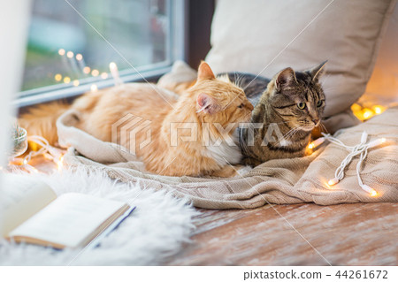 two cats lying on window sill with blanket at home 44261672