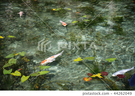 Monet Pond名稱Monaki Pond岐阜縣Seki City Itatari Pass旅遊景點景點景點Hokuriku Tokai Japan Pond 44262049