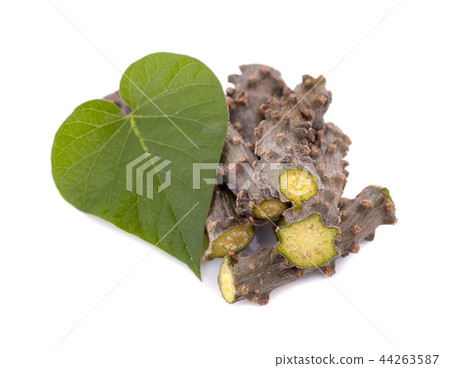 Tinospora cordifolia herb isolated on white Tinospora cordifolia herb isolated on white 44263587