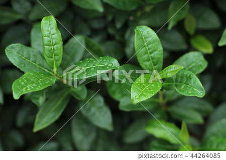 茶葉秋天冬天茶 茶葉秋天冬天茶 44264085