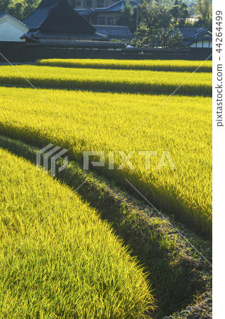A brightly colored rice field A brightly colored rice field 44264499