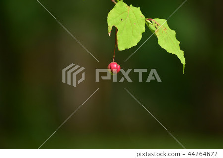 One of the fruit of Tsuribana One of the fruit of Tsuribana 44264672