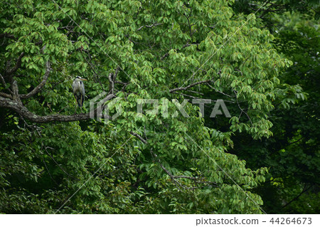 Ao-sashu stopping in trees Ao-sashu stopping in trees 44264673