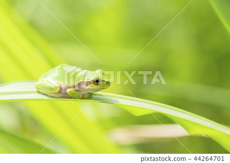 Tree frog Tree frog 44264701