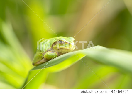 Tree frog Tree frog 44264705