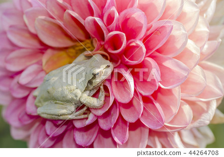 Tree frog Tree frog 44264708