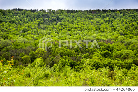 a forest landscape 44264860