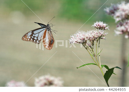 Mizuo的Asagi Madara Mizuo的Asagi Madara 44264935