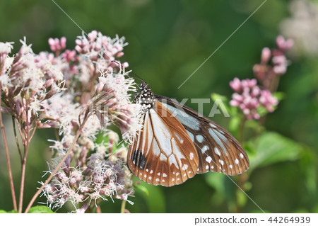 Mizuo's Asagi Madara 44264939