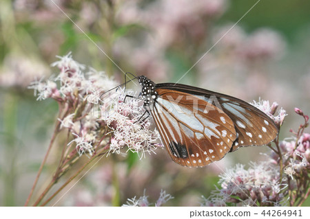 Mizuo's Asagi Madara 44264941