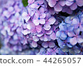  hydrangea 44265057