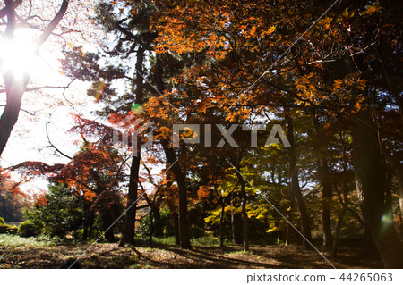 Autumn forest Autumn forest 44265063