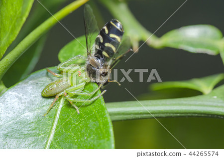Oxytate striatus Oxytate striatus 44265574
