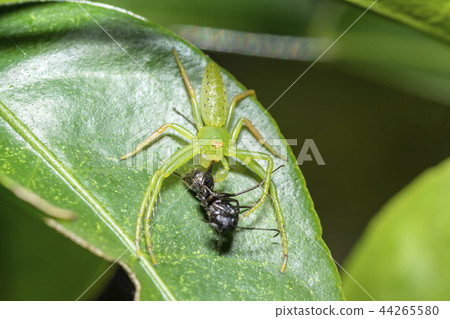 Oxytate striatus Oxytate striatus 44265580