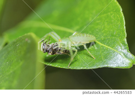 Oxytate striatus Oxytate striatus 44265583