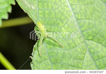 Oxytate striatus Oxytate striatus 44265587