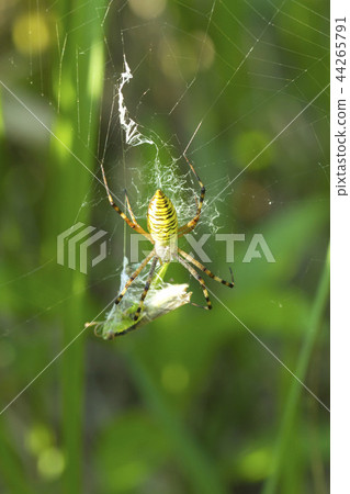 Argiope spider 44265791