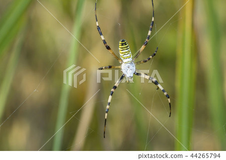 Argiope spider 44265794
