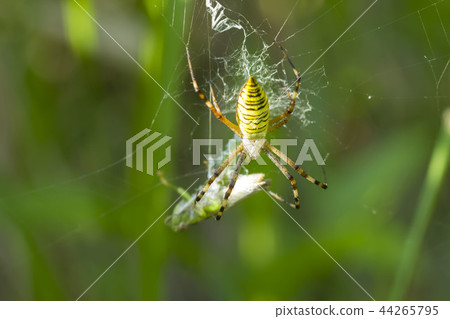 Argiope spider Argiope spider 44265795