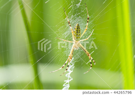 Argiope spider 44265796