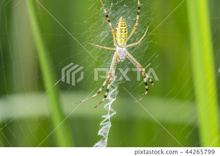 Argiope spider 44265799