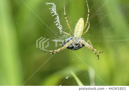 Argiope spider 44265801