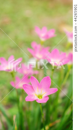 Pink Zephyranthes Lily flower in a garden. 44265901