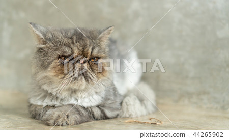 The dirty face of a gray striped Persian cat. 44265902